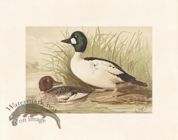 Pope 16 Golden Eye Duck